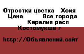 Отростки цветка  “Хойя“ › Цена ­ 300 - Все города  »    . Карелия респ.,Костомукша г.